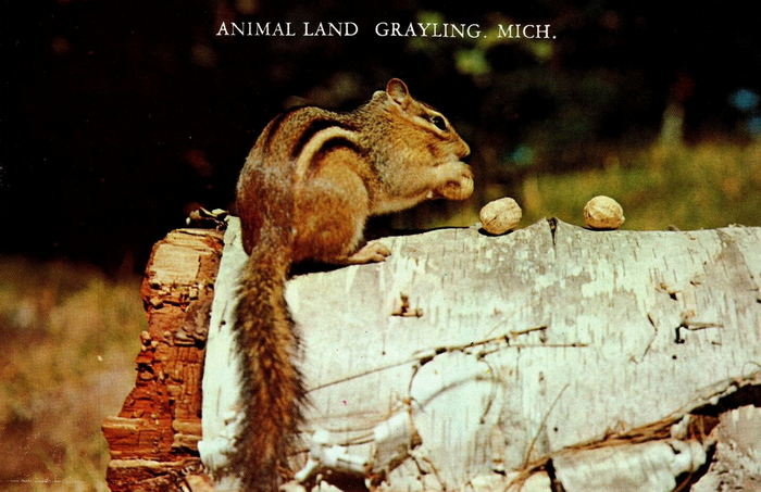 Animal Land - Postcards And Promo